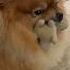 My Dog S Devil Faces Belial Behemoth Beelzebub Asmodeus Satanas Lucifer Shorts Doglover
