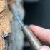 Carving An Owl In Cottonwood Bark Full Video