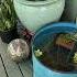 What A Little Sunshine Brings Flowers Flower Sping Sunshine Tubs Waterfeatures Beautiful
