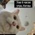 наташа смех коты