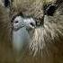 This Parrot Is Too Heavy To Fly South Pacific BBC Earth