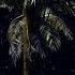 NOITES TROPICAIS ASMR SONS DA NATUREZA PARA DORMIR TROPICAL NIGHT NATURE SOUNDS FOR SLEEPING