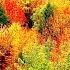 Peaceful Music Relaxing Music Instrumental Music Autumn Leaves By Tim Janis