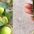 How To Grow Guava Trees From Guava Leaves With 100 Success