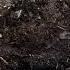 Hydrophobic Soil