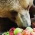 Bear Eating Apples