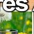 DANDELION EVERY DAY Best Ways To Take Uses Side Effects And Contraindications