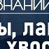 Почему древние египтяне поклонялись кошкам лекция египтолога Виктора Солкина