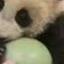 Panda Cub Has A Ball Xiao Liwu S 18th Exam