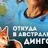 Динго совсем одичали