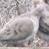 Mourning Doves Mating Ritual