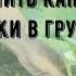 Чем подкормить капусту после высадки в грунт
