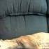 Greyhound Couch Time Lapse