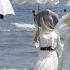 Death In Venice By Luchino Visconti Mahler Symphony No 5