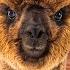 All 7 Camelid Species The Legendary Silk Road