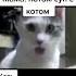 кот орет