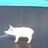 Real Flying Pig 2