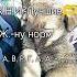 Ода в второй видос за день кто нибудь знает этот звук ода души меня накаченный дядя души
