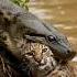 New Anaconda Attacks Feral Cat National Geographic Brazil Animal Park Zoo Viral Wildlife Video