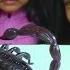 Innovation Scorpion And Giant Scolopendra Creepy Crawlers