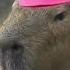Capybara Masbro Song For 1 Hour 1 Jam Relaxing