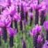 Lavander Ft Honey Bee Christchurch New Zealand Summer