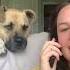 Dog Gets Excited As Owner Says His Favourite Words While Pretending To Talk On Phone 1343610