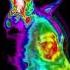 Canine Facial Thermal Imaging Easy Warm Up