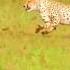 Escape Of A Lifetime Impala Dodges Cheetah In Heart Stopping Chase
