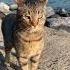 Коты Стамбула