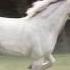 Amazing And Surprising Facts About The Unicorn The National Animal Of Scotland Unicorn