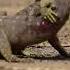 Two Male Sand Goannas Fight Wildlifefight Wildlifeshowdown Naturefights Animalsfighting