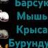 Попугай барсук мышь крыса бурундук