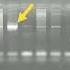 Bright And Faint Bands PCR Or Gel Electrophoresis Fault