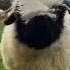 Ini Seperti Shaun The Sheep Fyp Fypシ Viral Shorts Mrseiya