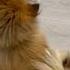 Настроение достать собаку кошечкисобачки Cat кошачьи кошка собака