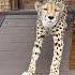 Сладкие потягушечки гепарда Cheetah