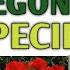 125 Rare Begonia Species With Names Varieties Of Begonia Plant Plant And Planting