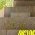 DYLAN ELLINGSON DIG LOCALS