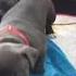 My Viral TikTok Blue Staffordshire Bull Terrier Staffy Puppy Must Watch Shorts Youtubeshorts