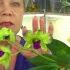 Previkur Heals And SAVES Orchids SCARY MOVIE From The Life Of The Phalaenopsis Orchids