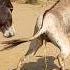 Sounds So Very Strong Animals Donkey Pets Viralvideo