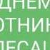 Самое красивое поздравление С ДНЁМ РАБОТНИКОВ ЛЕСА 20 сентября ДЕНЬ РАБОТНИКОВ ЛЕСА