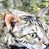 A Mother Cat Diving In Water To Migrate Her Kittens Just Unbelievable