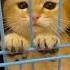 Anak Kucing Meong Meong Cute Cat Youtubeshorts