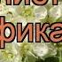 Рябина круглолистная Магнифика Sorbus Aria Magnifica обзор как сажать саженцы рябины Магнифика