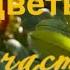 Цветы счастья Красивая музыка