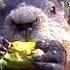 Guy Catches Adorable Groundhog Eating His Veggie Garden The Dodo Wild Hearts