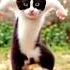 Cute Cat Funny Dance Video Funny Funnydance Ytshort Shortfeed Youtubeshorts Shortviral