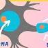 What Is A Neuron Parts And Function